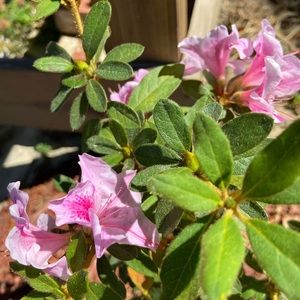 Meet your Posher, Stacey